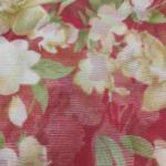 Women Silk Cotton Saree for Traditional Style with Rich Finish