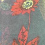 Women Silk Cotton Saree with Classic Elegant Look