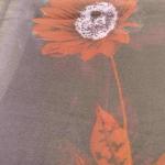 Women Printed Cotton Saree with Eye Catching Design